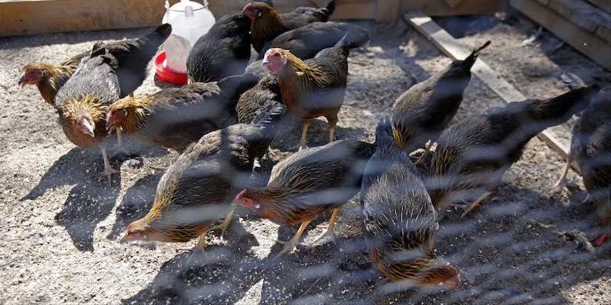 V lokalite na Záhorí zaznamenali ďalšie uhynuté vtáctvo na vtáčiu chrípku