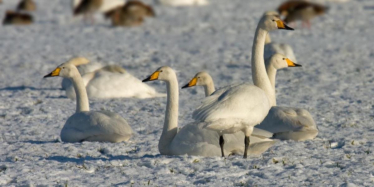 Hasiči v Trnavskom kraji asistujú pri zbere uhynutých labutí