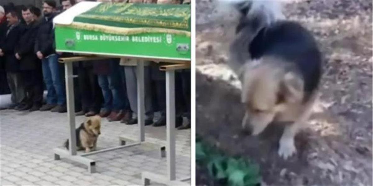 VIDEO Takto milujú len psy: Šteňa každý deň navštevuje hrob svojho pána