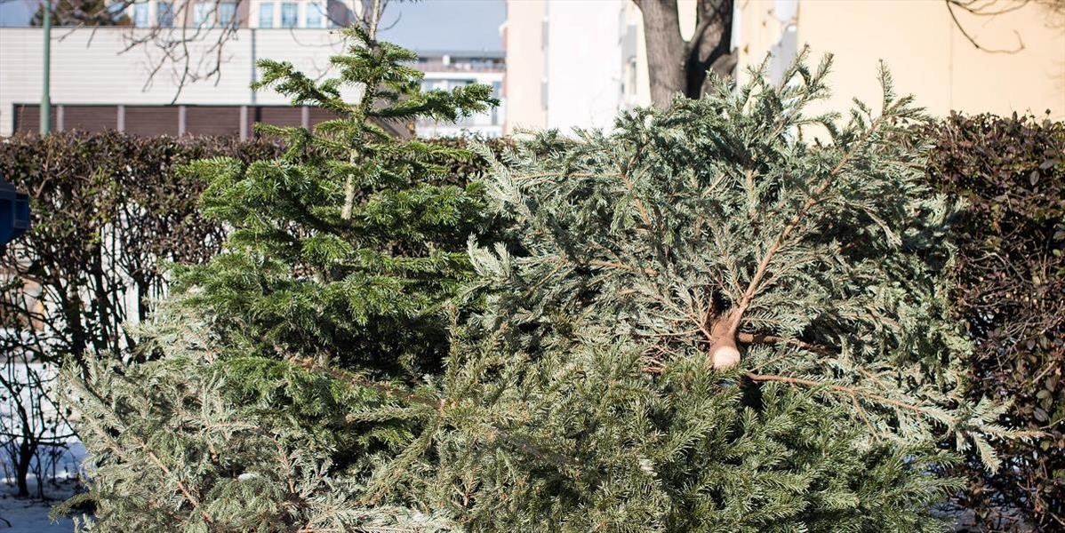 Spoločnosť OLO vyzbierala doteraz 45 ton vianočných stromčekov