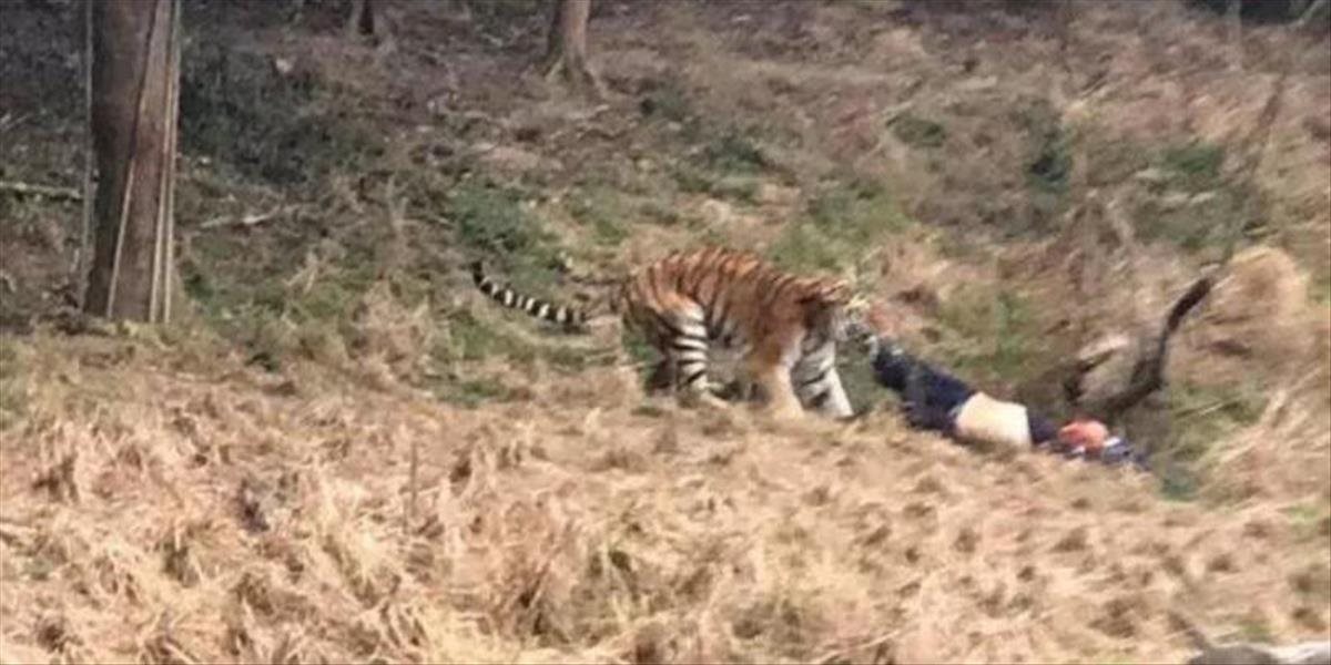 Mrazivé VIDEO Tigre roztrhali muža pred očami jeho ženy a detí