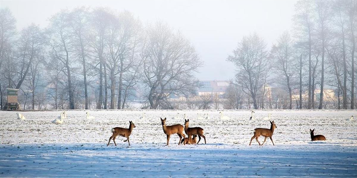 Na Slovensku opäť prituhne aj nasneží, platí výstraha pred mrazom