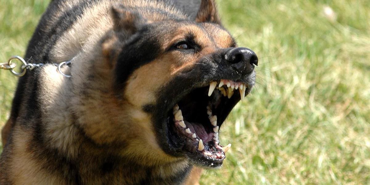 Pes napadol dieťa: Majiteľa nemeckého ovčiaka obvinili