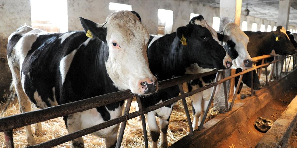 V rakúskom Vorarlbersku bojujú s tuberkulózou hovädzieho dobytka
