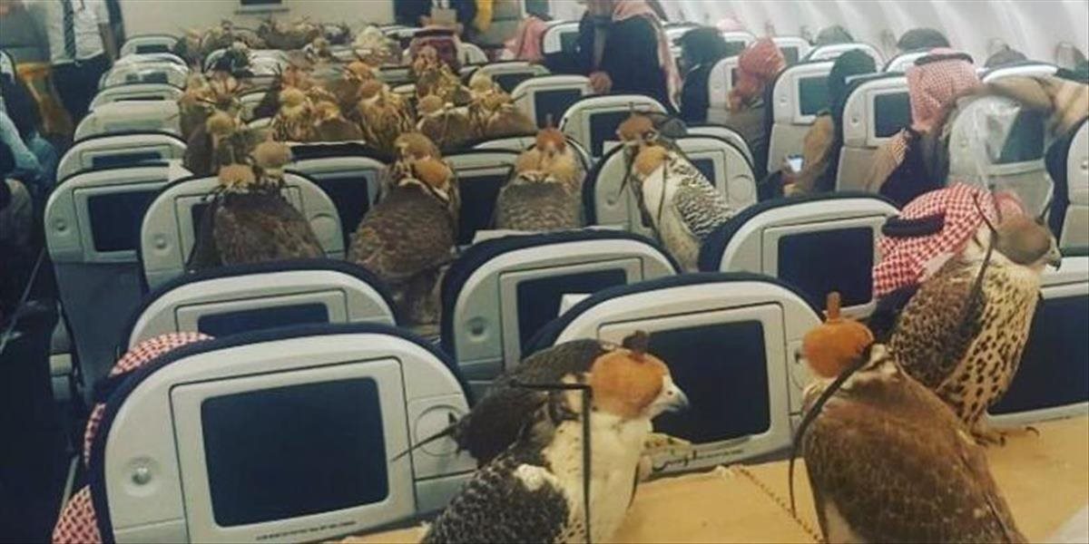 Kuriozita: Saudský princ kúpil 80 leteniek pre všetky svoje jastraby