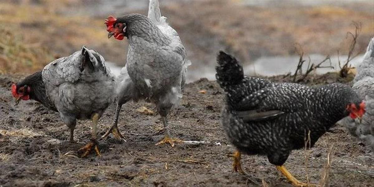 V hornooravskej obci Breza potvrdili ďaľší výskyt vtáčej chrípky