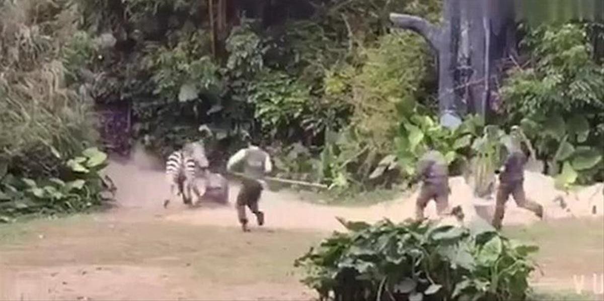 VIDEO Takto ich nepoznáte: Zebra brutálne napadla chovateľa v Zoo