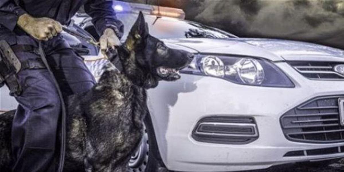 Policajný pes zomrel na úpal po tom, čo naháňal zlodeja auta