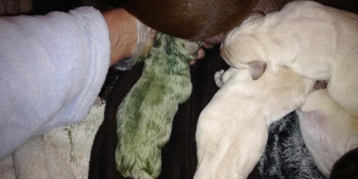 Bizarný prípad: Šteňa Labradora sa narodilo zelené, volajú ho Fiona