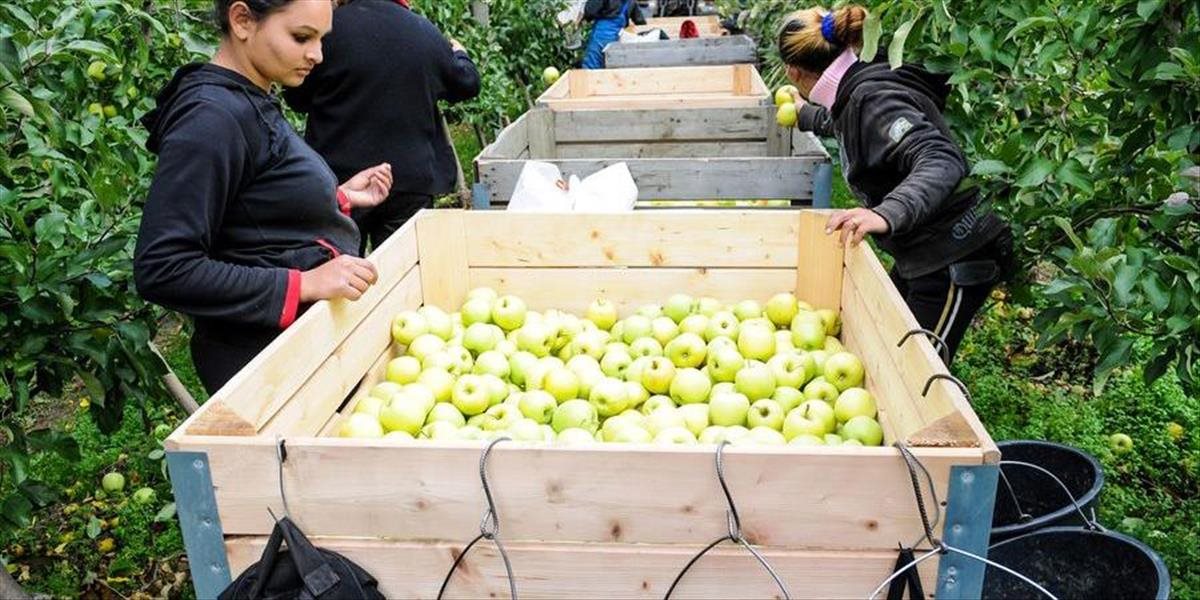 Rozvoj ovocinárstva napriek vhodným klimatickým podmienkam stagnuje