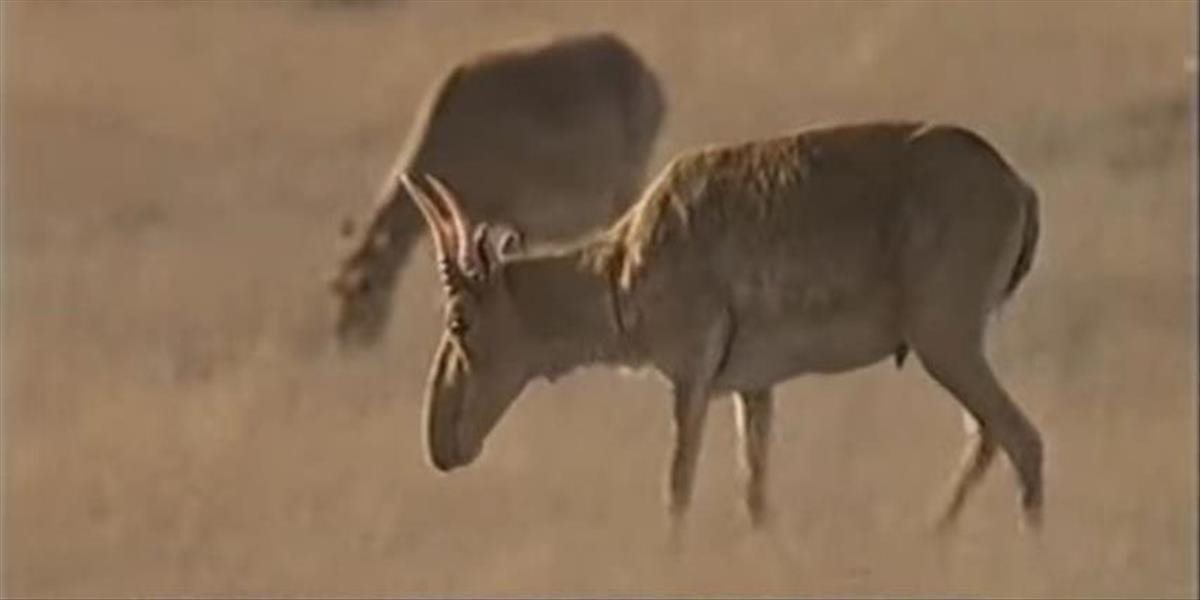 Epidémia v Mongolsku zabila 2500 kriticky ohrozených antilop