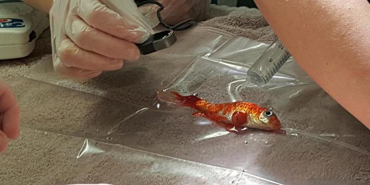 Rodina zaplatila stovky dolárov za operáciu zlatej rybky s tumorom