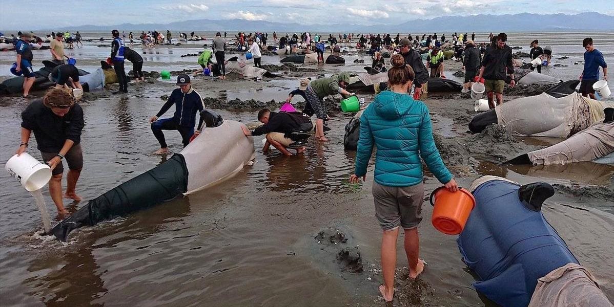 VIDEO Na Novom Zélande znovu uviazli veľryby: Záchranári pomohli stovke dostať sa späť na more