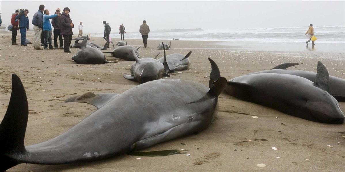 Na pláži na Novom Zélande uviazlo ďalších 240 delfínov