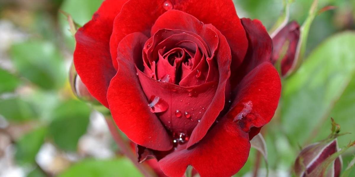Deň sv. Valentína sa spája s kvetmi, cukrovinkami a romantickou večerou