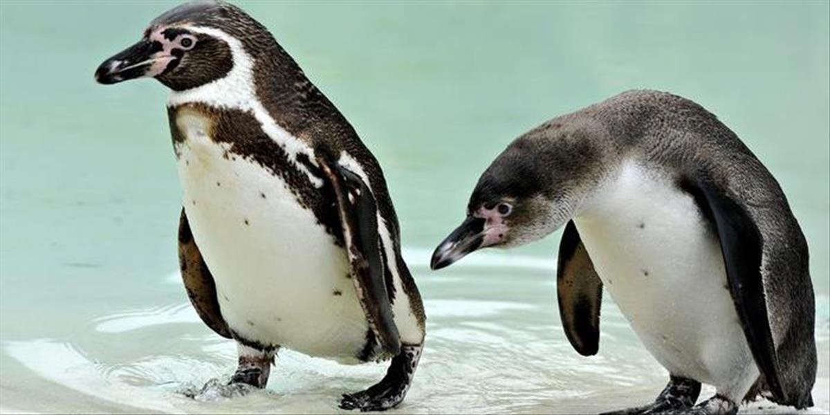 Z nemeckéj Mannheimskej zoo ukradli tučniaka jednopáseho