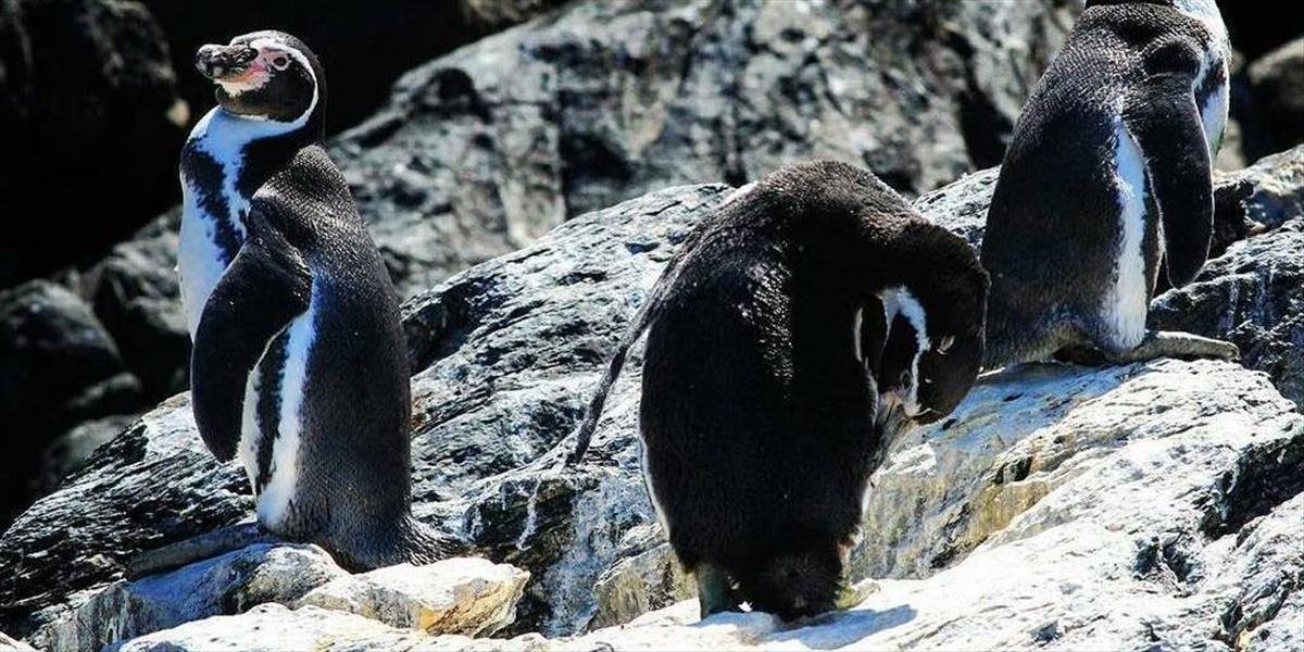 Z Mannheimskej zoo ukradli tučniaka jednopáseho