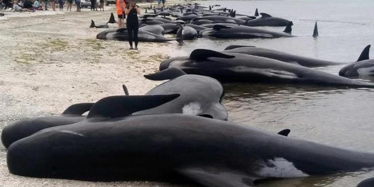 Desiatky uhynutých veľrýb previezli z novozélandských pláží do rezervácie