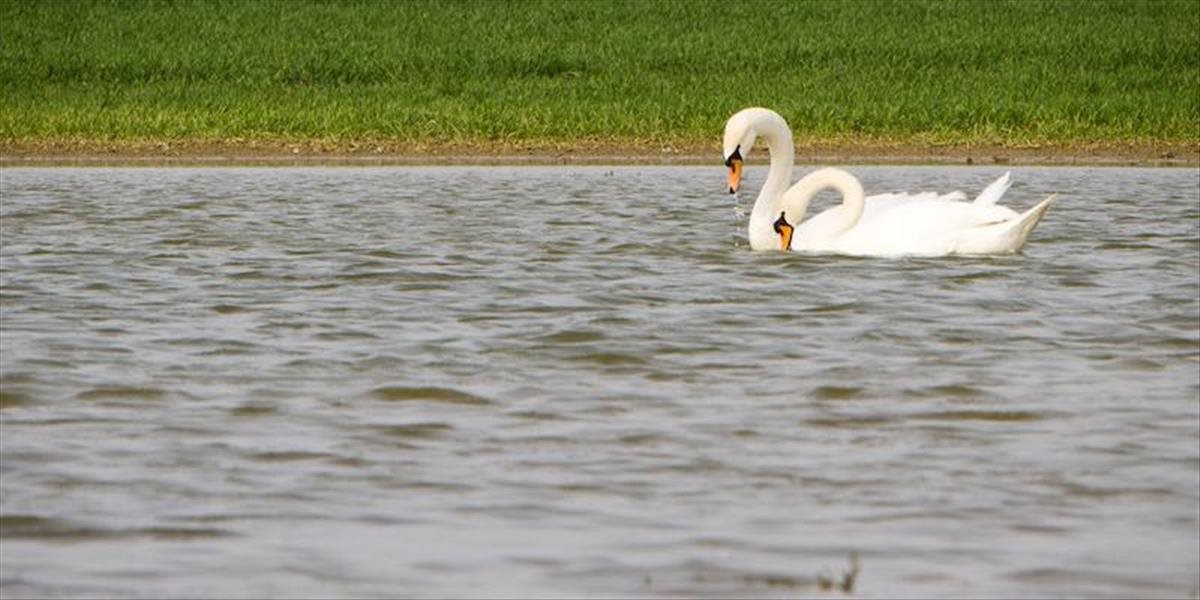 U labutí vylovených z rieky Nitra sa potvrdila vtáčia chrípka