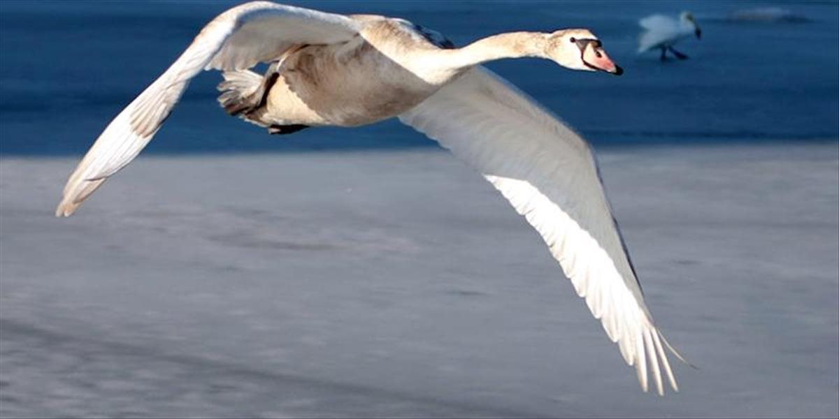 Vírus vtáčej chrípky potvrdili u uhynutej labute v Petržalke