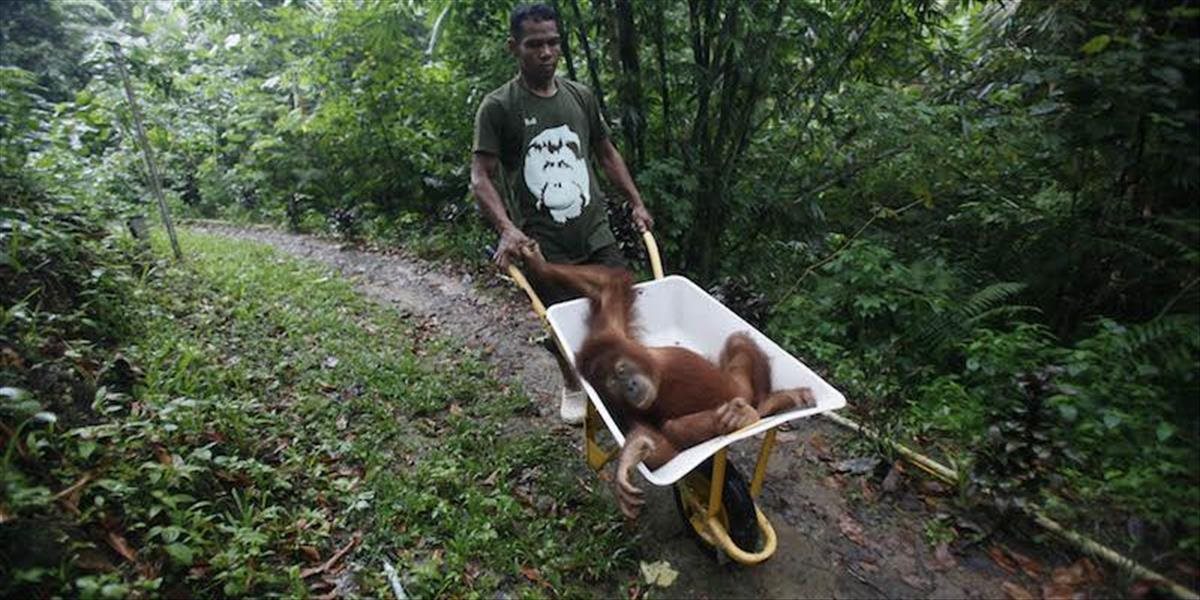 Zamestnanci palmovej plantáže v Indonézii zastrelili orangutana pre mäso