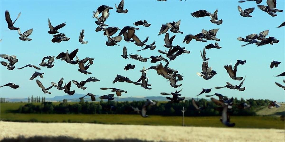 O pár dní začnú na Slovensko prilietať prvé sťahovavé vtáky