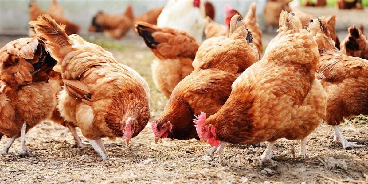 Rusko zakázalo dovoz živej hydiny a vajec zo štyroch krajín EÚ vrátane SR