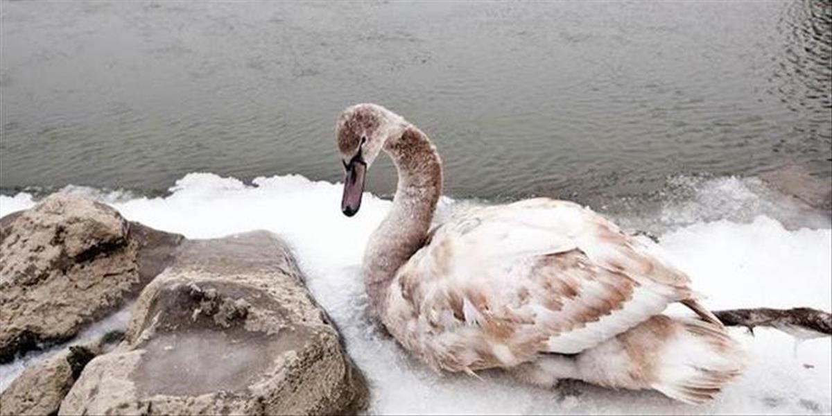 U labute na Veľkom Draždiaku v Petržalke sa tiež potvrdila vtáčia chrípka