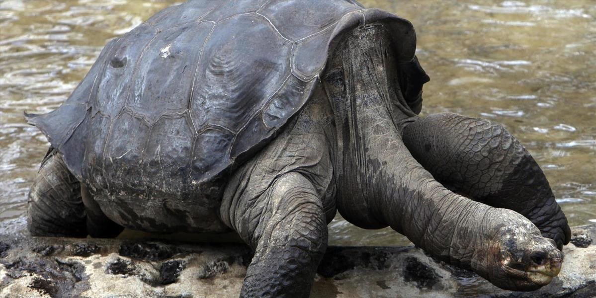 Pozostatky korytnačky menom Osamelý George vracajú z USA na Galapágy