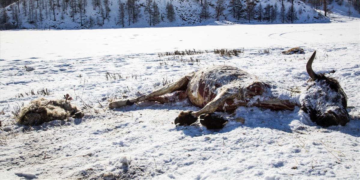 Krutá zima v Mongolsku ohrozuje živobytie pastierskych rodín
