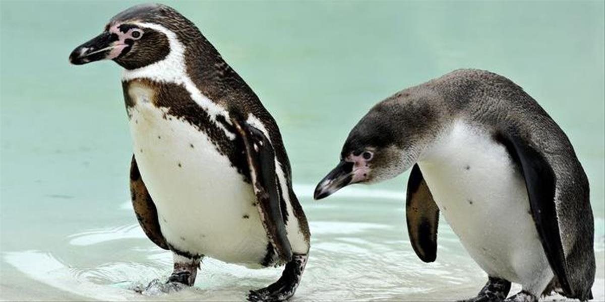 Ukradnutého tučniaka z mannheimskej zoo našli mŕtveho