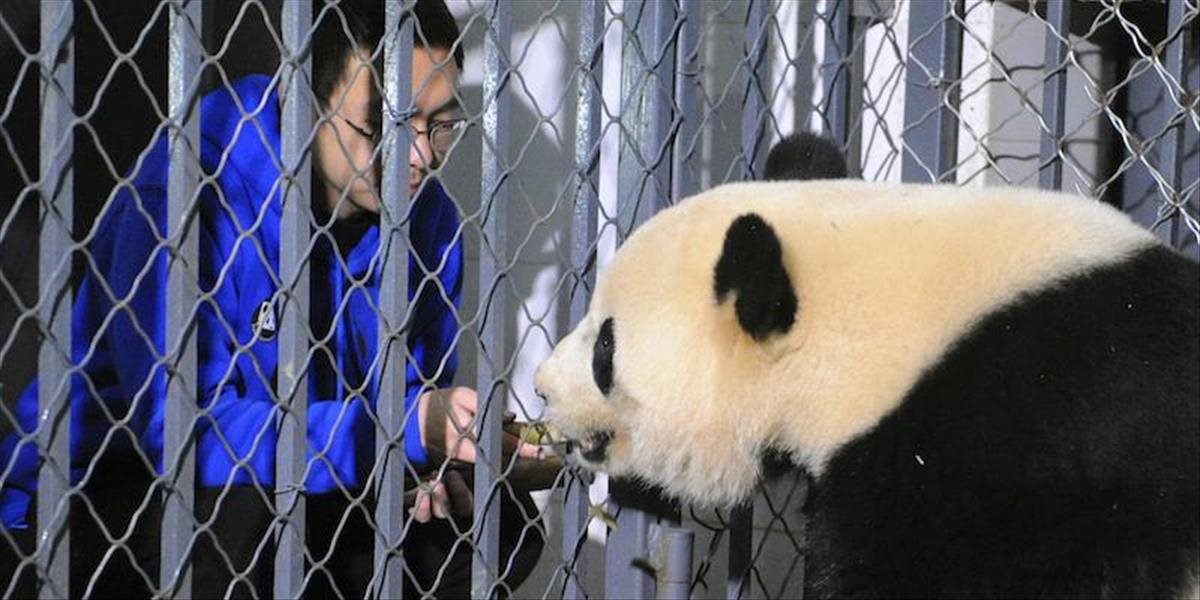 FOTO Pandu veľkú narodenú v USA previezli do Číny