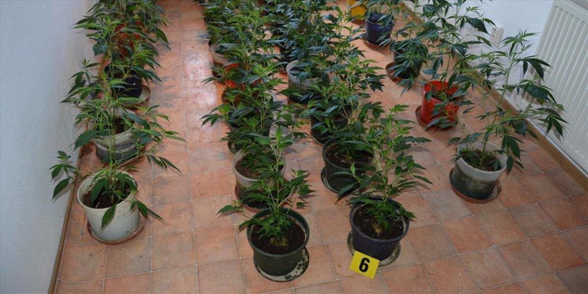 Albánska polícia spustila raziu proti pestovateľom marihuany