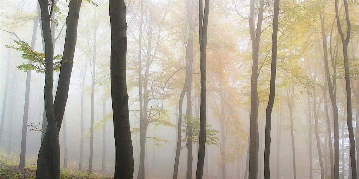 Petíciu za nič , aby sa v lesoch nezasahovalo, už podpísalo vyše 30-tisíc ľudí