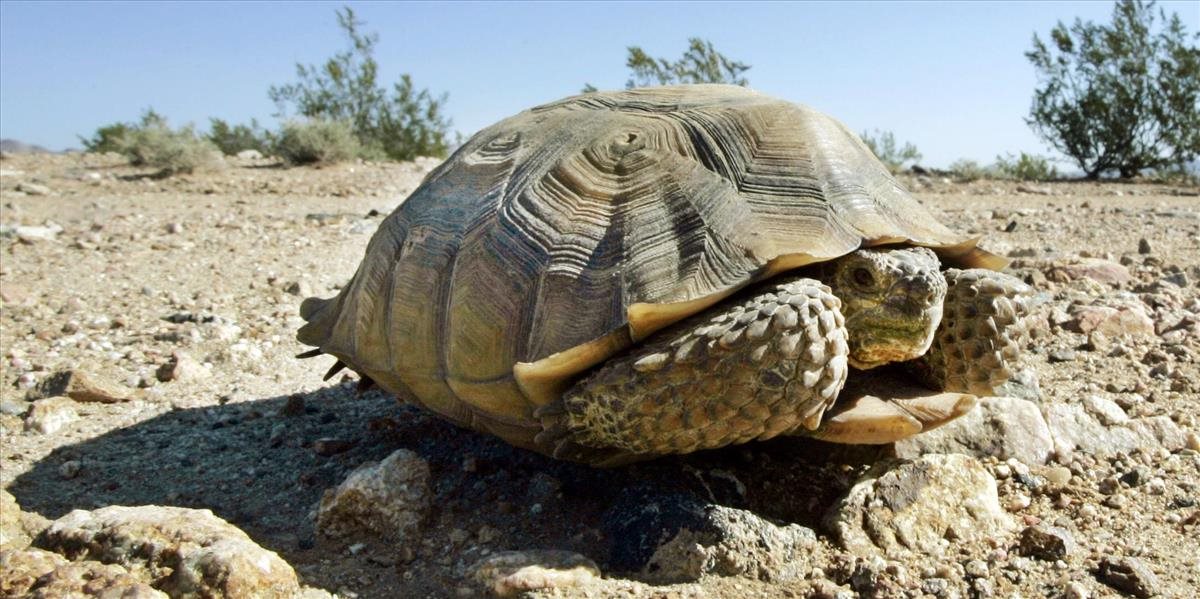 V USA presunú pre vojenské cvičenie takmer 1500 ohrozených korytnačiek