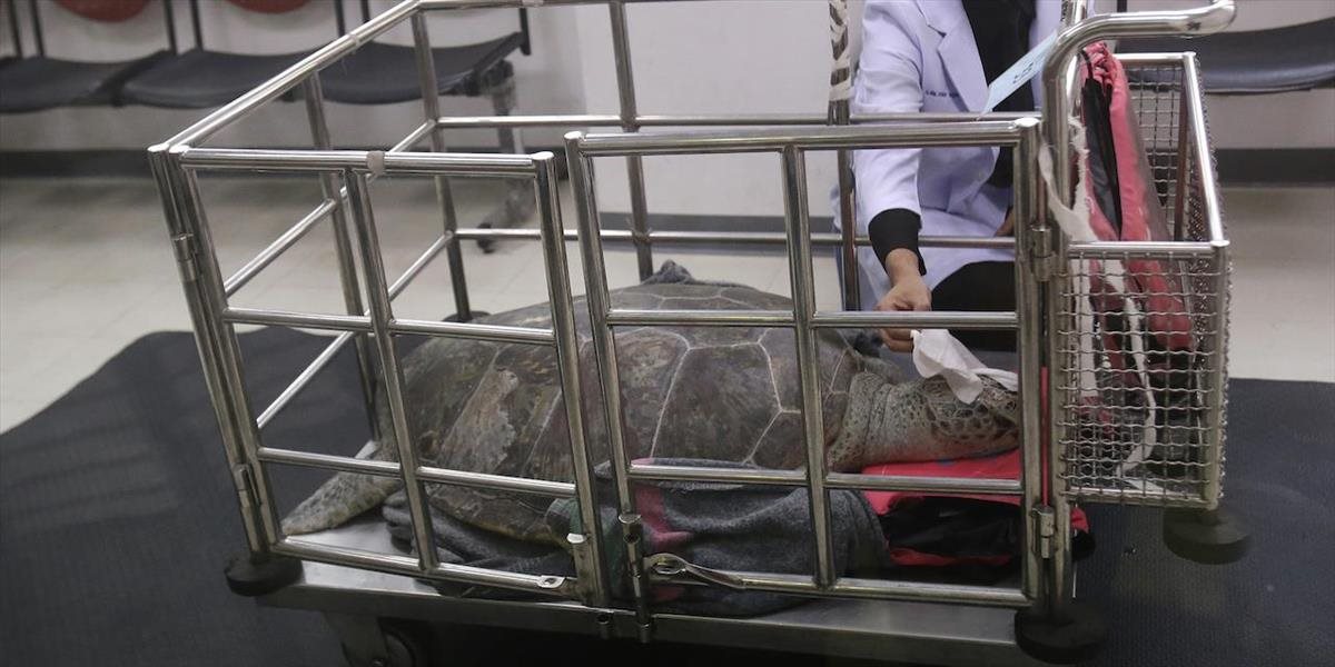VIDEO Thajskí veterinári odstránili z tela morskej korytnačky 915 mincí