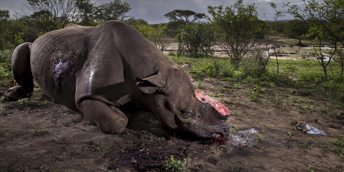 Do francúzskej zoo sa v noci vlámali pytliaci, nosorožca zabili pre roh