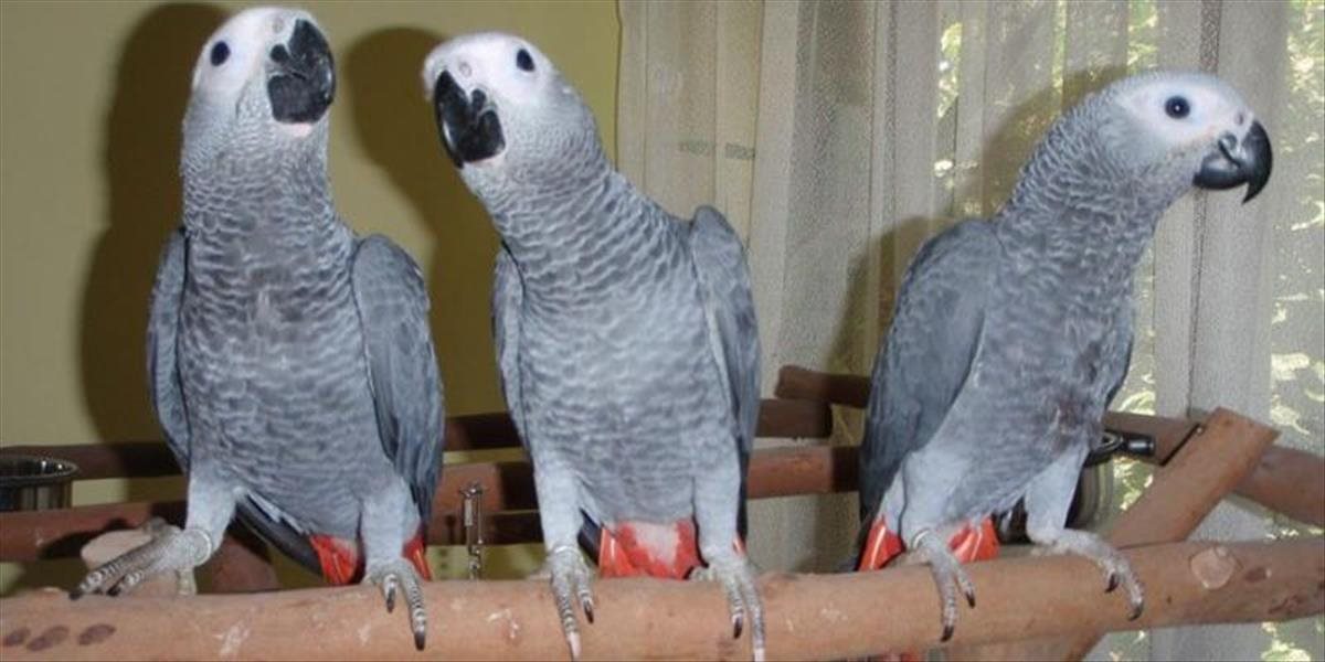 Chovatelia papagája sivého - žaka a gekónov majú nové povinnosti
