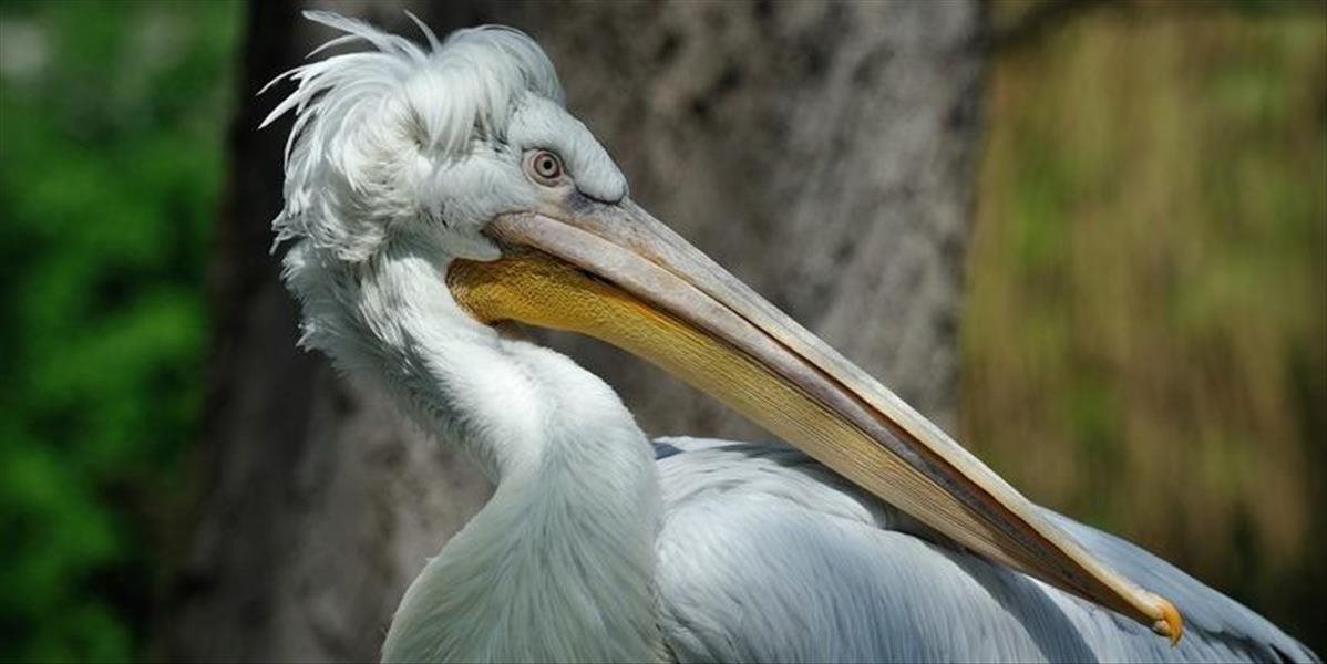 V zoo vo viedenskom Schönbrunne utratili pelikána nakazeného vtáčou chrípkou