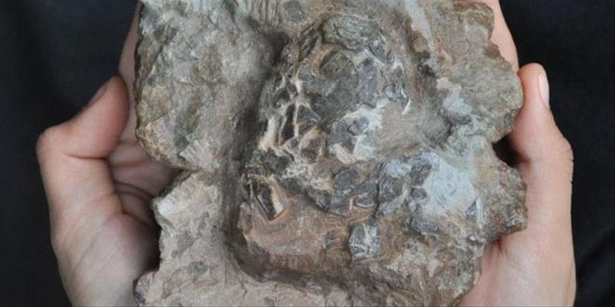 Objavili najstaršie fosílie krokodílích vajec