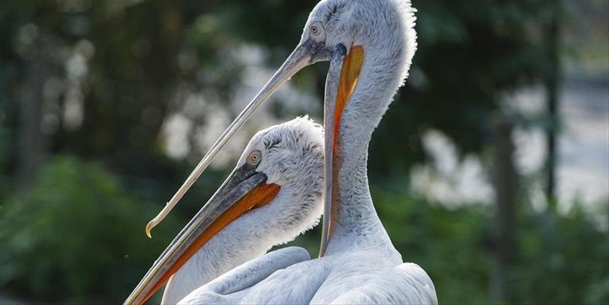 V zoo vo viedenskom Schönbrunne utratili 20 pelikánov nakazených vtáčou chrípkou