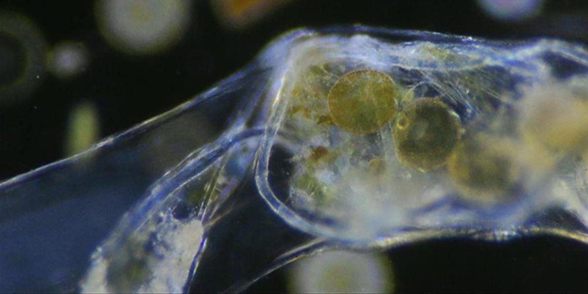Britský vedec nakrútil krátke video planktónu požierajúceho plastové vlákno