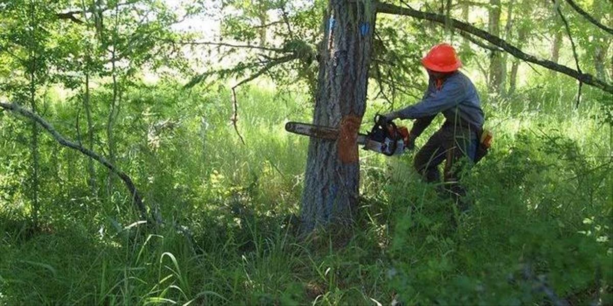 Tragédia: Lesného robotníka zavalil strom, na následky zranení zomrel