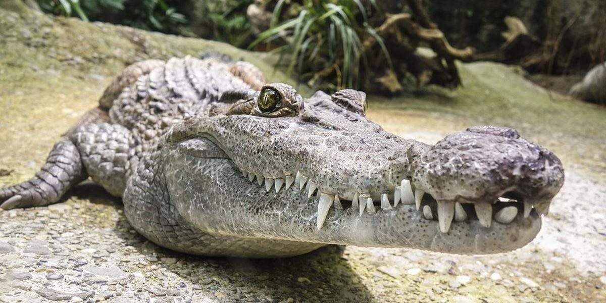 Deväť krokodílov a aligátorov ušlo zo zoo v Peru