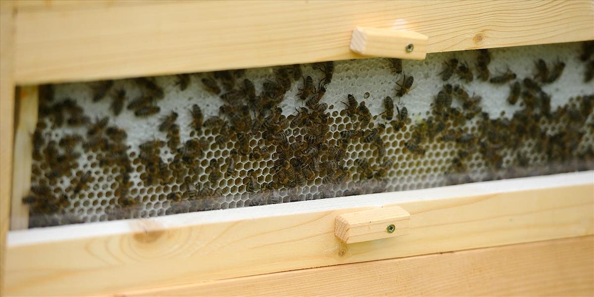 Greenpeace protestovali pred ministerstvom pôdohospodárstva za záchranu včiel