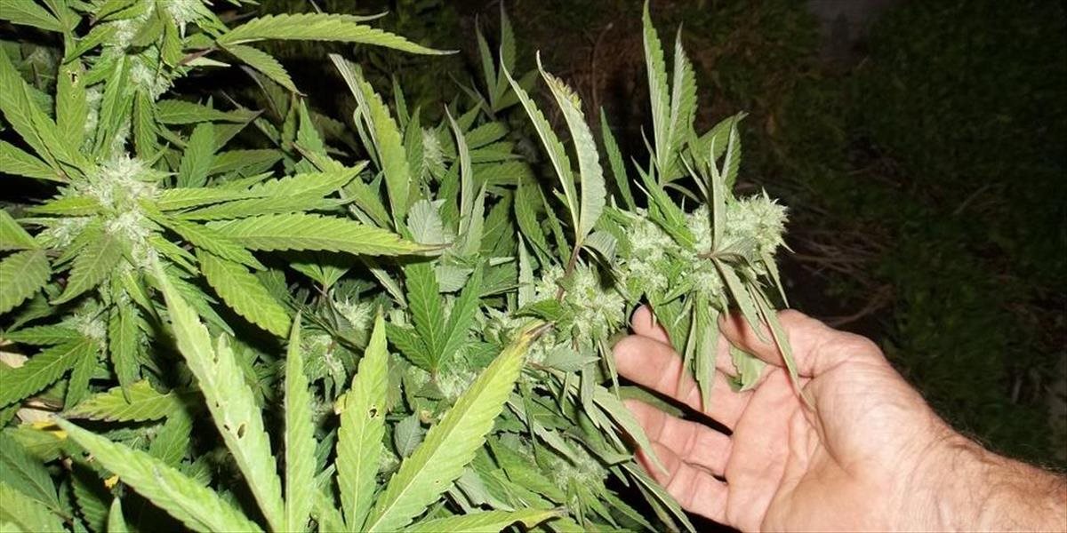 Na gréckych hraniciach s Albánskom našli pri kontrole takmer 530 kg marihuany