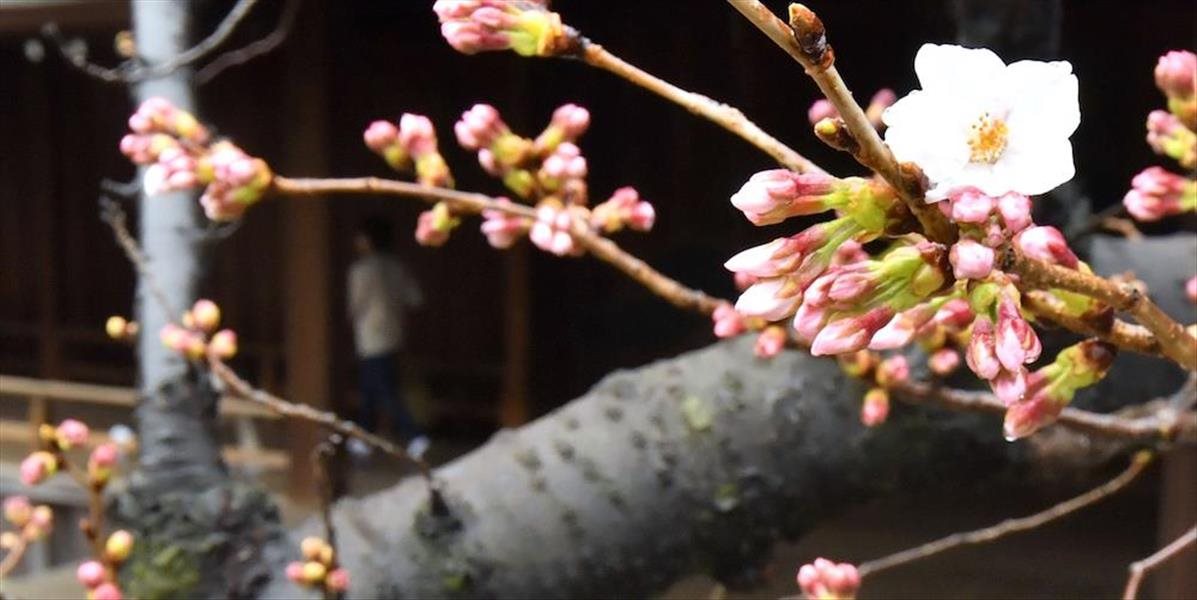 Do Japonska prišla jar: V Tokiu začali kvitnúť sakury