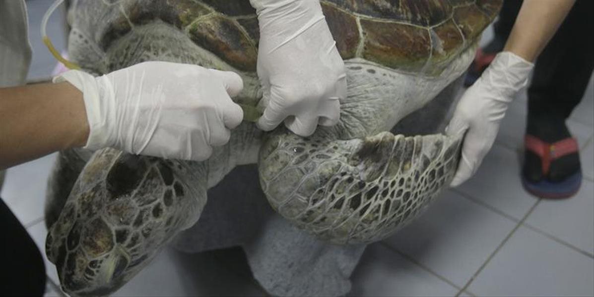 Uhynula korytnačka, ktorej vyoperovali z tela 915 mincí