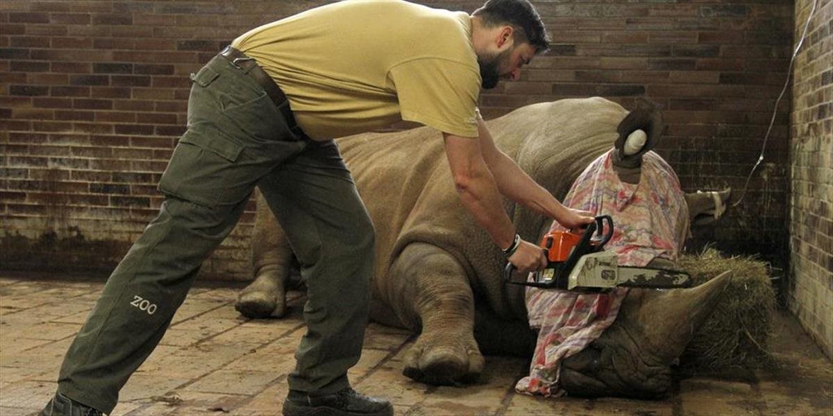 FOTO V českej zoo odrezali nosorožcom rohy, chcú ich chrániť