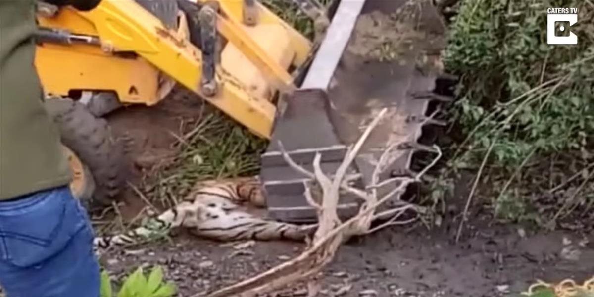 Šokujúce VIDEO: Robotníci zabili tigra bagrom